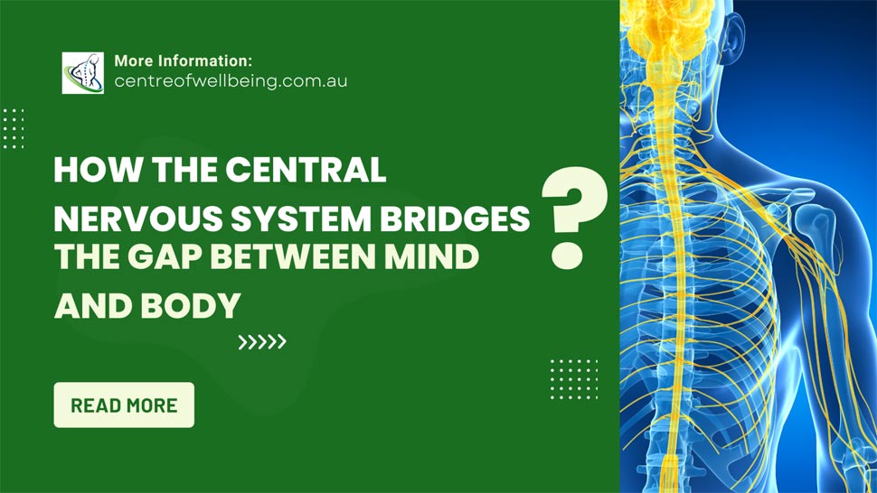 How the Central Nervous System Bridges the Gap Between Mind and Body